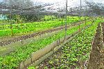 Urban organic vegetable farm, Cienfuego Cuba
