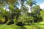Cienfuego Botanical Garden, Cuba