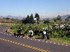 Pan-American highway being used by sheeps and cows.