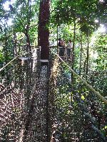 Canopy walk, Iwokrama Forest, Guyana
