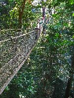 Canopy walk, Iwokrama Forest, Guyana