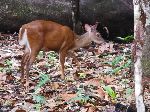 deer, Iwokrama Forest, Guyana