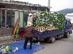 Unloading the cabbabe truck, Korea