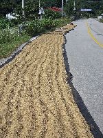 Rice drying on the road way