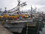 Squid boats Chukpyon harbor