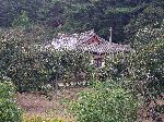 Persimmon orchard, South Korea