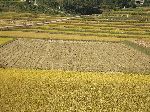 rice farm, Korea