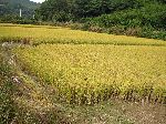 Rice farm at beginning of harvest