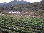 Tea plants, Ssanggyesa