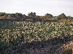 prickly pear cactus farms