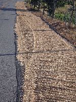 Rice drying along the side of the road, Korea
