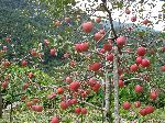 Apple trees, Korea