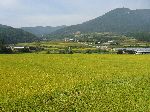 rice farm, Korea