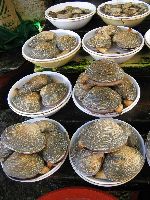 Fresh clams, Jagalchi Mraket, Busan