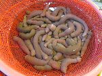 sea worms, Sindonga Fish Market