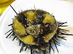 Sea urchin on the half shell, Sindonga Fish Market