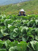 Woman tending her cabbage, Korea