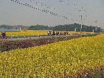 Bicycling touring on rural road past rice farms, Gyeongsang Province, Korea