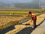 Woman racking rice drying on the side of the road, Korea.