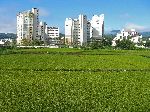 Korean land use feature where the agricultural fields end at the high-rise apartment blocks