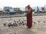 Monk feeding the birds, Yongdusan Park, Busan