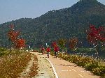 Tree covered mountain, Yangdong River Trail, south of Mungyeong, Korea