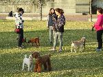 Dog meet-up, Hangang bike path, Seoul