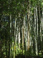 Bamboo forest, Ssanggye-sa (temple), Korea