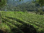 Tea plants, Ssanggyesa
