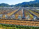 Greenhouse and vegetable farming, Seonjingang, Hadong, Korea