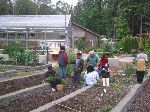 Students in the organic garden at Islandwood