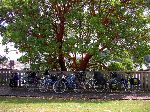 Bicycles parked under a big tree in Ganges, Salt Spring Island