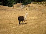 Lone llama in a pasture