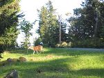 health deer population on Mayne Island