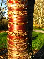 bark, cherry tree, Washington Park Arboretum, Seattle
