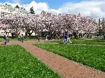 Japanese Cherry trees are in bloom, University of Washington, Seattle