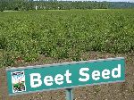 La Conner, Skagit Valley, beet seed field