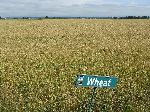 La Conner, Skagit Valley, wheat field