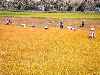 rice harvest, Vietnam