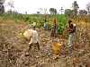 family digging cassava