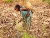 family digging cassava