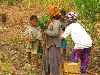 family digging cassava