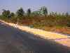 Corn drying along the road