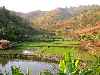 rice farms stretch up valley