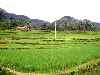 rice fields