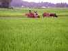 pasturing cows