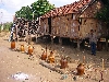 Traditional rice wine