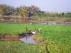 Irrigating rice farm with human powered pump, Tuy Hoa